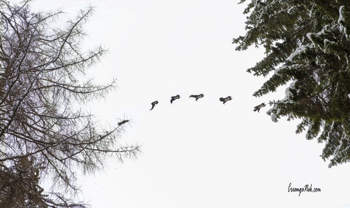 Veverite in zbor.jpg