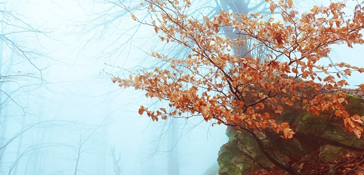 Padurea Parcului Poiana&nbsp;2