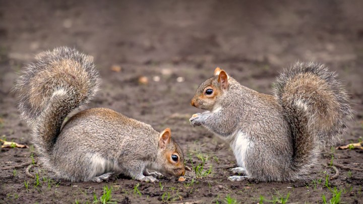 LONDRA, ORASUL FOTOGENIC LA&nbsp;SUPERLATIV